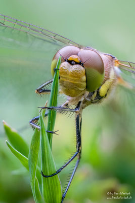 Libellenportrait, Botanischer Garten Zürich