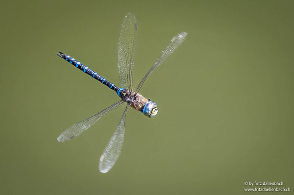 Herbst-Mosaikjungfer, Neeracherried