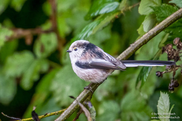 Schwanzmeise, Nuolerried