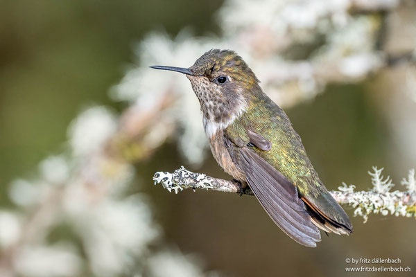 Orangekehlelfe (Scintillant Hummingbird)