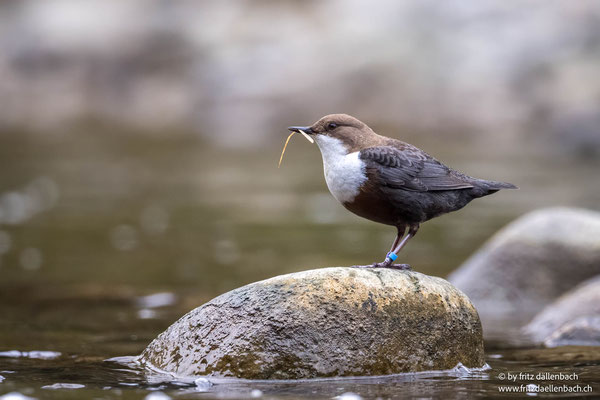 Wasseramsel, Sihlwald