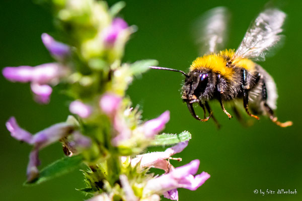 Hummel, Steiermark