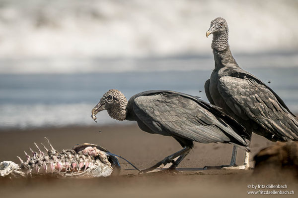 Rabengeier (black vulture)
