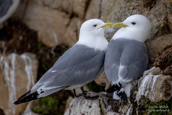 Dreizehenmöwe, Varanger