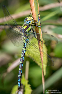 blaugrüne Mosaikjungfer, Sihlsee