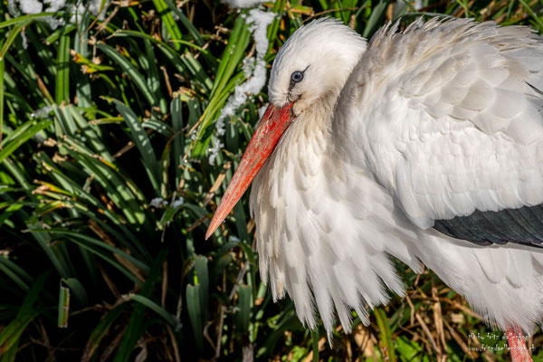 Weissstorch, Zoo Zürich