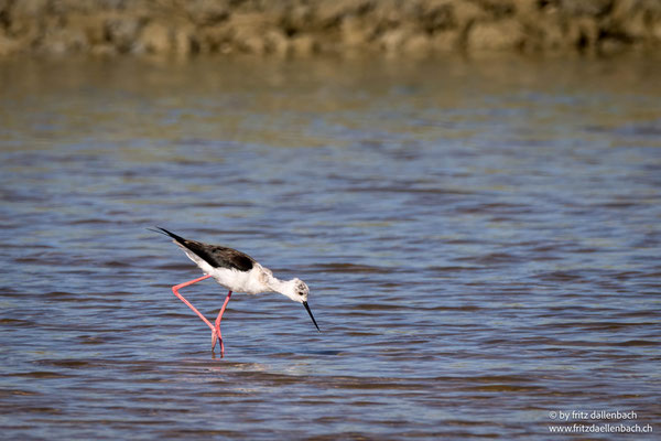 Stelzenläufer, Laguna di Cervia