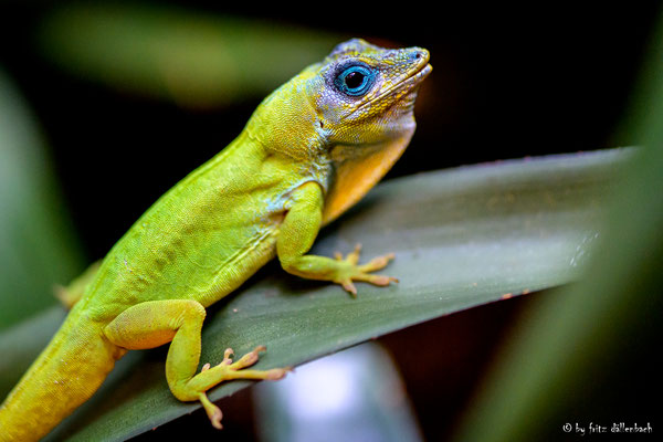 Gecko, Zoo Zürich