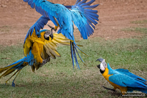Gelbbrustara, Pantanal