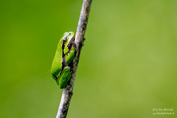 Laubfrosch, Neusiedlersee