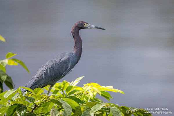 Blaureiher   (Little blue Heron)