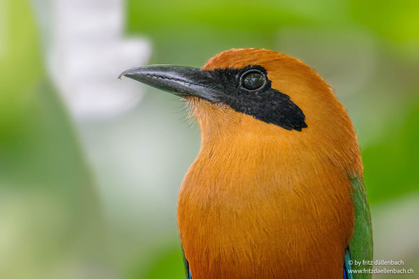 Zimtbrustmotmot (Rufous motmot)