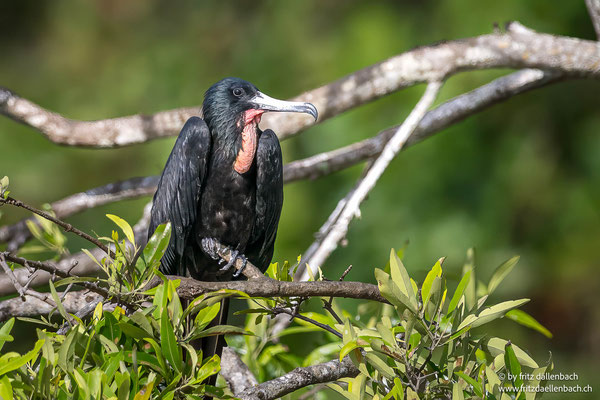 Fregattvögel (Frigatebirds)