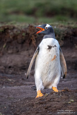 Eselpinguin, Falkland Islands