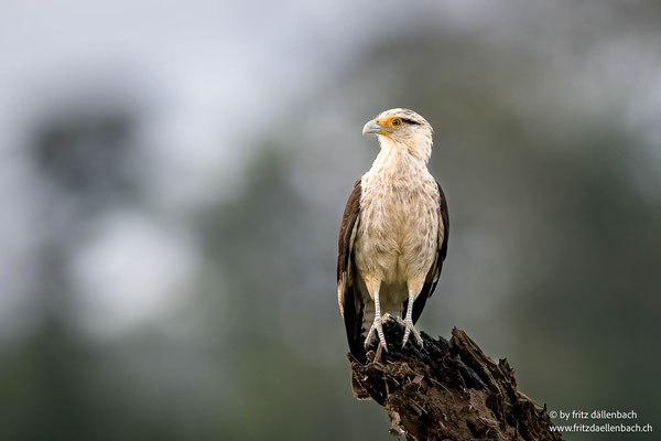Gelbkopfkarakara (Yellow-headed Caracara)