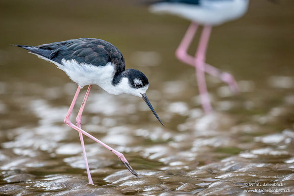Schwarznacken Stelzenläufer (black-necked stilt)