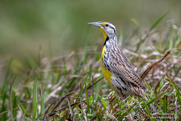Wiesenstärling (Western meadowlark)