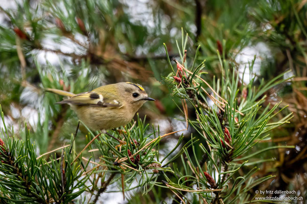 Wintergoldhähnchen, Irchelpark