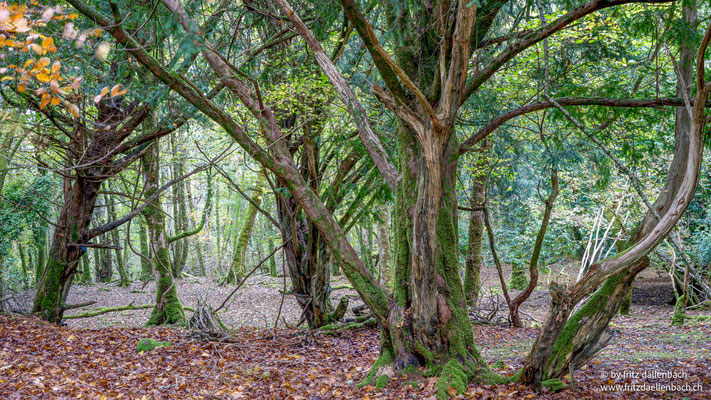 Wald in Irland