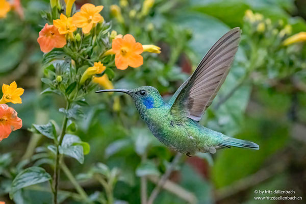 Veilchenohrkolibri, Costa Rica