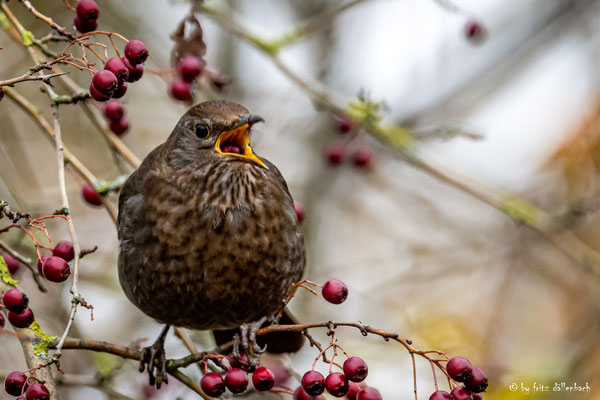 Amsel Weibchen, Klingnauer Stausee