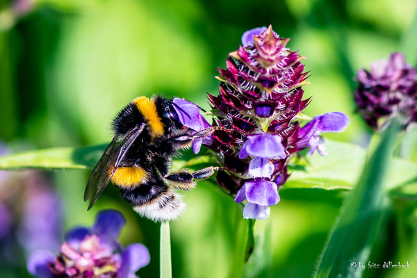 Hummel, Steiermark