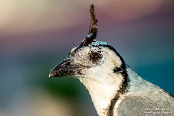Weißkehl-Elsternhäher (White-throated Magpie-Jay)