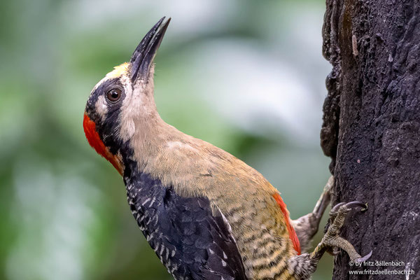 Schläfenfleckspecht (Black-cheeked Woodpecker)