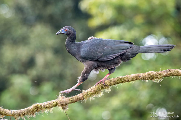 Schwarzguan (Black Guan)