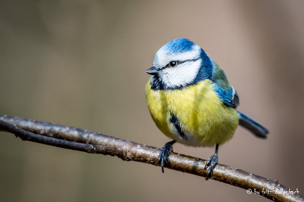 Blaumeise, Giessenpark