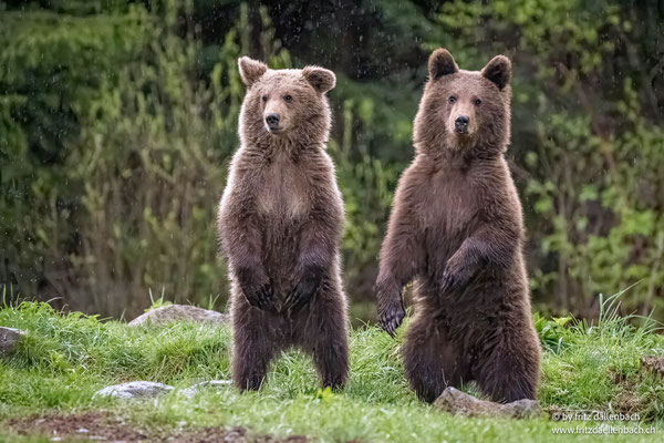 Braunbären, 1jährig, Karpaten