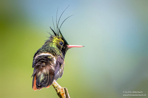 Schwarzschopfelfe (Black-crested coquette)