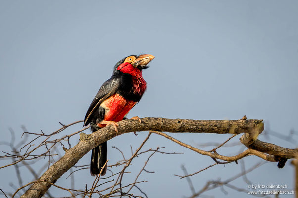 Senegal-Furchenschnabel (Bearded barbet), Ghana