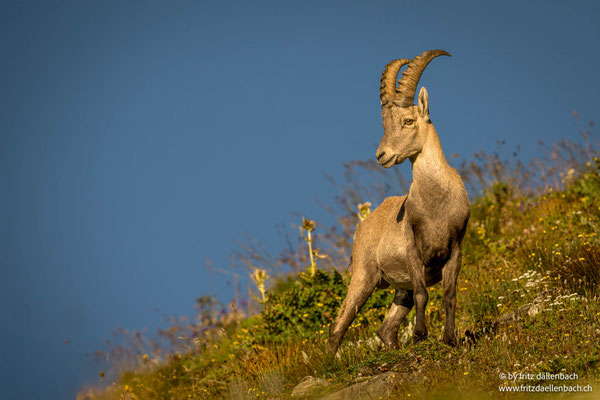 Steinbock, Nufenen