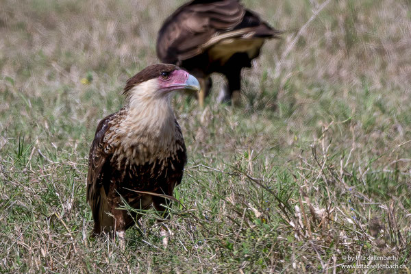 Schopfkarakara (Crested Caracara)