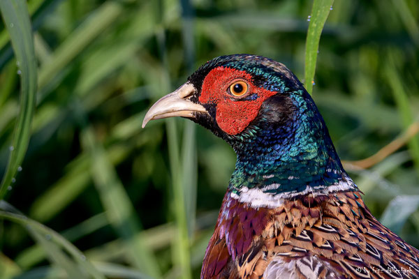 Portrait Jagdfasan, Steiermark