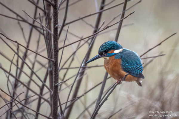 Eisvogel, Greifensee