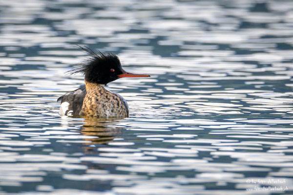 Mittelsäger, Jona Stampf