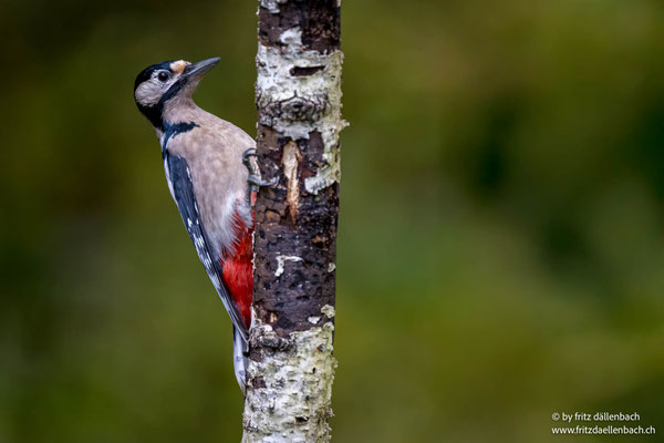 Buntspecht, Züriberg