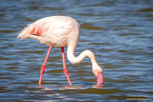Flamingo, Laguna di Cervia