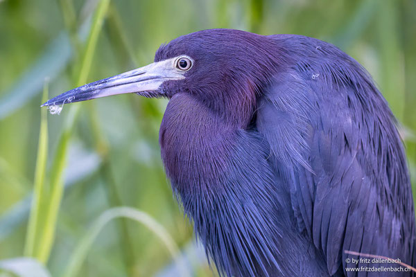 Blaureiher (Blue Heron)