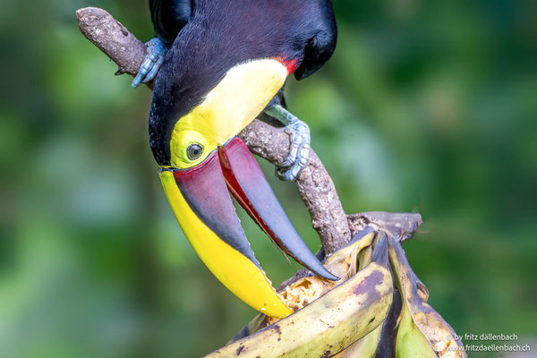 Swainson-Tukan (Chestnut-mandibled Toucan)