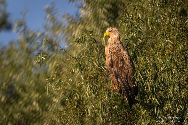Seeadler, Donaudelta