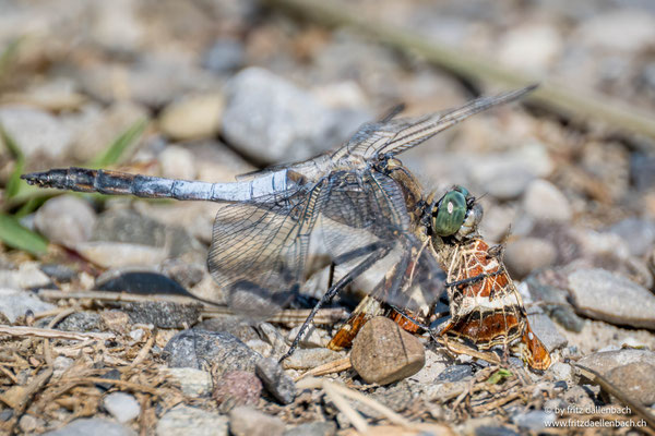 östlicher Blaupfeil, Wildert