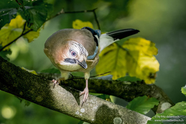 Eichelhäher, Züriberg