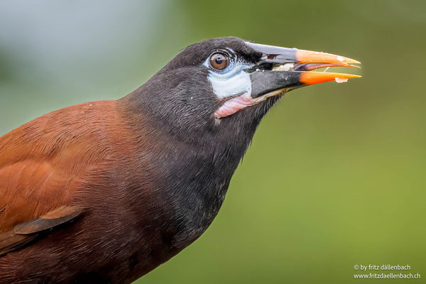 Montezumastirnvogel (Montezuma Oropendola)