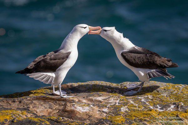 Schwarzbrauenalbatros, Falkland Island