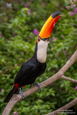 Tucan, Pantanal