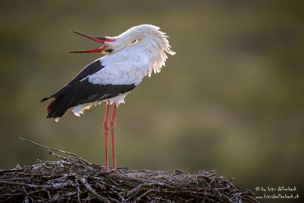 Weissstorch