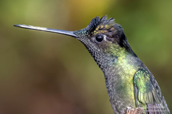 Violettkron-Brillantkolibri (Violet-fronted brilliant)